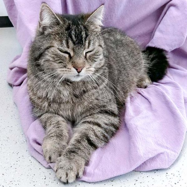 Kätzin Mika / © 2017 Arche KaNaum (SK)