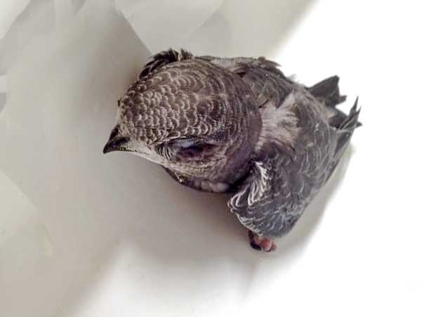 Mauersegler-Jungtier Nr. 2 / © 2015 Arche KaNaum (DN)