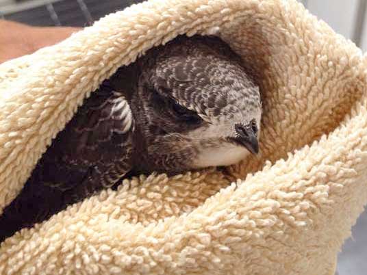 Mauersegler-Jungtier Nr. 2  /  © 2015 Arche KaNaum (DN) Mauersegler-Jungtier Nr. 2 / © 2015 Arche KaNaum (DN)