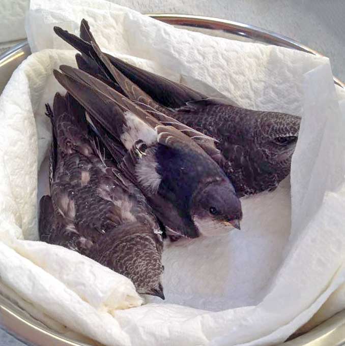 Von der Hitze völlig erschöpfte Jungvögel / © 2015 Arche KaNaum (DN)