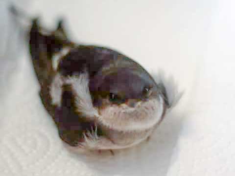 Junge Mehlschwalbe / © 2015 Arche KaNaum (DN)