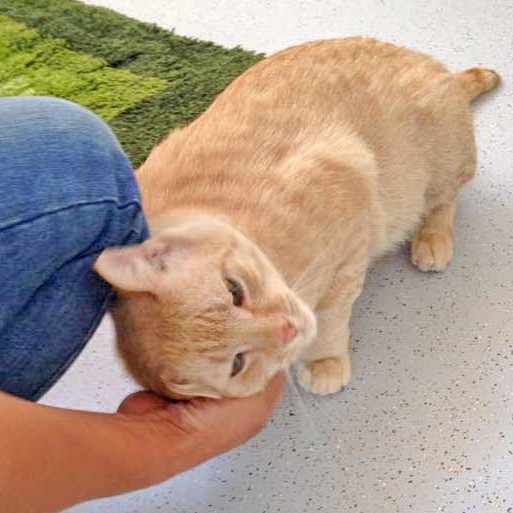 Kater Janbo / © 2015 Arche KaNaum (DN)