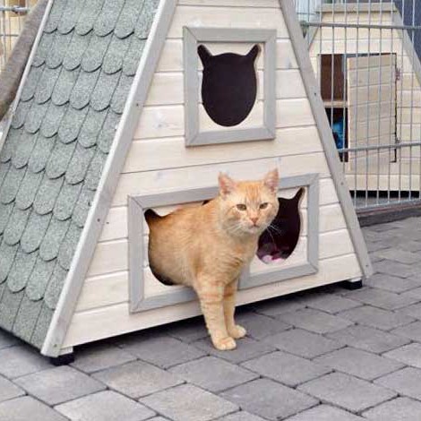 Kater Janbo / © 2015 Arche KaNaum (DN) Kater Janbo / © 2015 Arche KaNaum (DN)