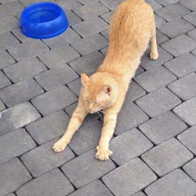 Kater Janbo bei seiner Morgen-Gymnastik / © 2015 Arche KaNaum (DN) Kater Janbo bei seiner Morgen-Gymnastik / © 2015 Arche KaNaum (DN)