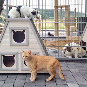 Kater Karl-Otto (o.) beobachtet Kater Janbo / © 2015 Arche KaNaum (DN)