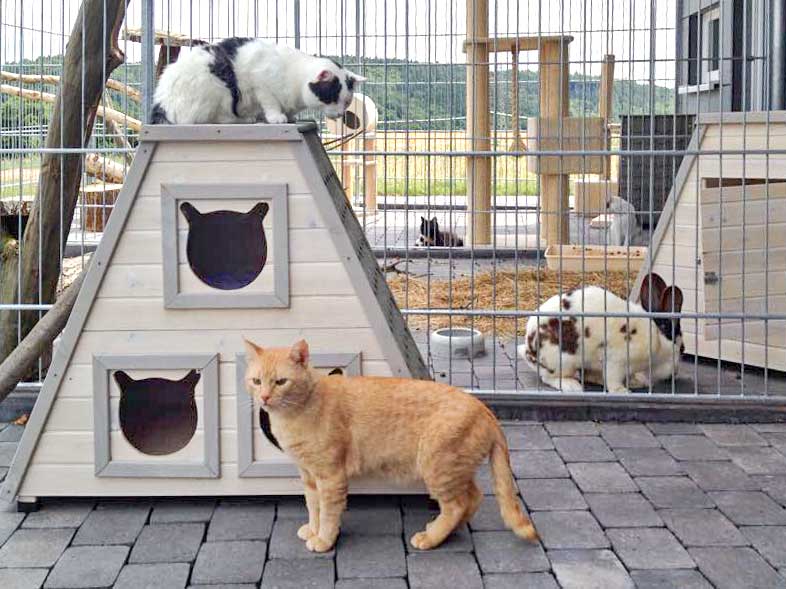 Kater Karl-Otto (o.) beobachtet Kater Janbo / © 2015 Arche KaNaum (DN)