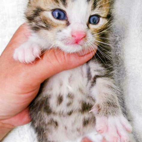 Kater Joda / © 2015 Arche KaNaum (DN)