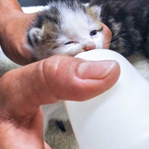 Kater Lino / © 2015 Arche KaNaum (DN) Kater Lino / © 2015 Arche KaNaum (DN)