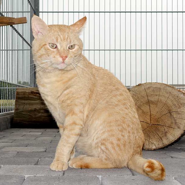 Kater Janbo / © 2015 Arche KaNaum (NH) Kater Janbo / © 2015 Arche KaNaum (NH)