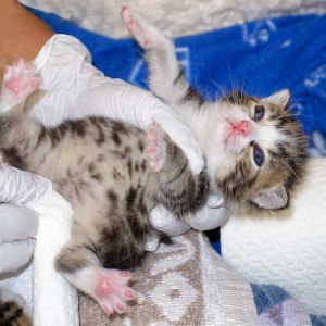 Kater Joda / © 2015 Arche KaNaum (NH) Kater Joda / © 2015 Arche KaNaum (NH)