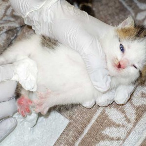 Kater Lino / © 2015 Arche KaNaum (NH) Kater Lino / © 2015 Arche KaNaum (NH)