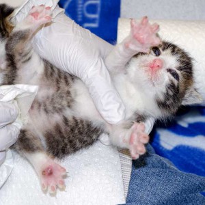 Kater Samu / © 2015 Arche KaNaum (NH) Kater Samu / © 2015 Arche KaNaum (NH)