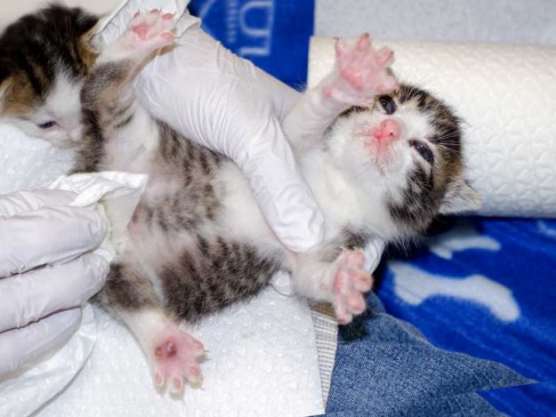 Kater Samu / © 2015 Arche KaNaum (NH) Kater Samu / © 2015 Arche KaNaum (NH)