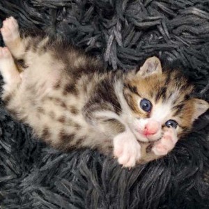 Kater Joda / © 2015 Arche KaNaum (DN) Kater Joda / © 2015 Arche KaNaum (DN)