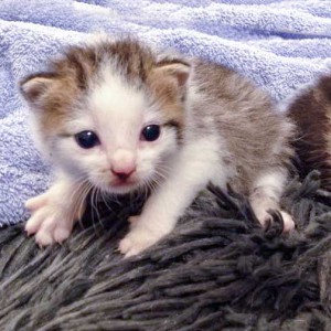 Kater Lino / © 2015 Arche KaNaum (DN) Kater Lino / © 2015 Arche KaNaum (DN)