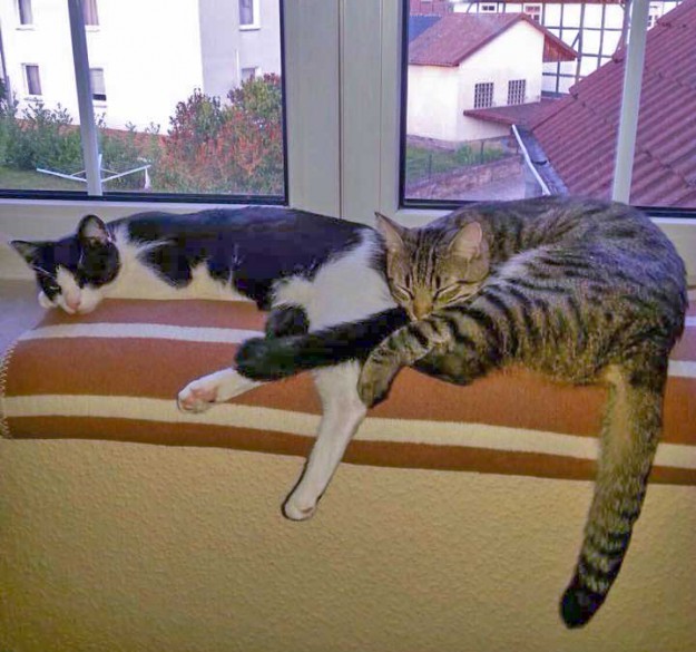 Kater Peach (l.) mit Kumpel Sparky neuen Zuhause / © 15.07.'15 Privat