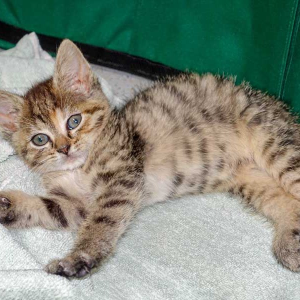 150722_mausi_127_v1kkt Kätzin Mausi / © 2015 Arche KaNaum (NH)