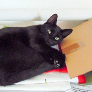 Unsere Gnadenhof-Kätzin Paula geht die Tierhaus-Eröffnung ganz entspannt an … / © 2015 Arche KaNaum (AB) Unsere Gnadenhof-Kätzin Paula geht die Tierhaus-Eröffnung ganz entspannt an ... / © 2015 Arche KaNaum (AB)