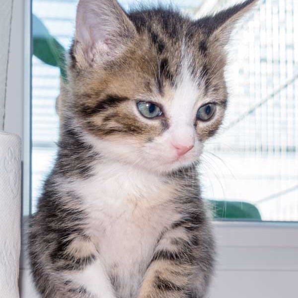 Kater Joda / © 2015 Arche KaNaum (NH)