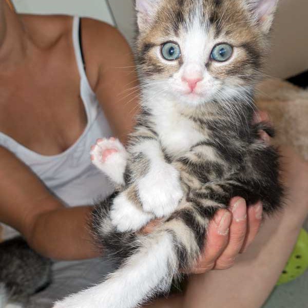 Kater Joda / © 2015 Arche KaNaum (NH)