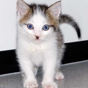 Kater Lino / © 2015 Arche KaNaum (NH) Kater Lino / © 2015 Arche KaNaum (NH)