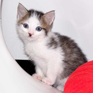 Kater Lino / © 2015 Arche KaNaum (NH) Kater Lino / © 2015 Arche KaNaum (NH)