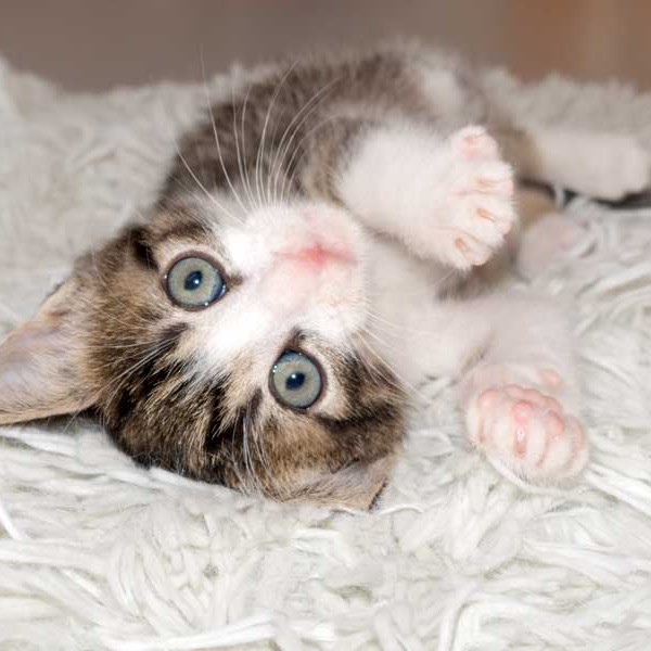 Kater Samu / © 2015 Arche KaNaum (NH)