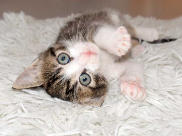 Kater Samu / © 2015 Arche KaNaum (NH)