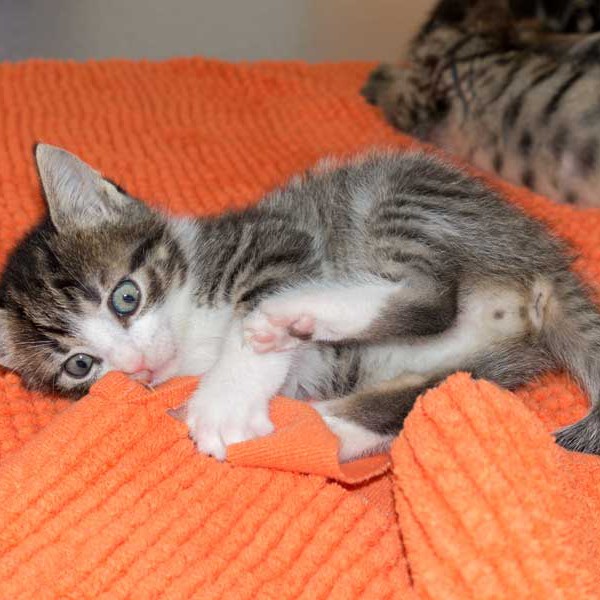 Kater Samu / © 2015 Arche KaNaum (NH)