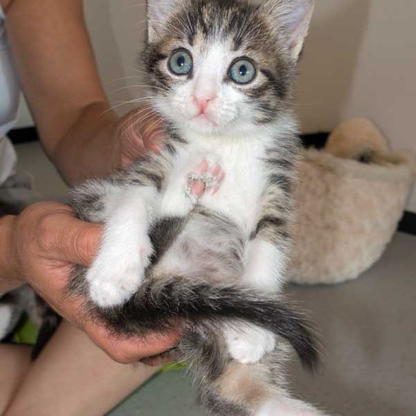 Kater Samu / © 2015 Arche KaNaum (NH)