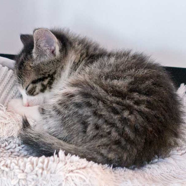 Kater Samu / © 2015 Arche KaNaum (NH)