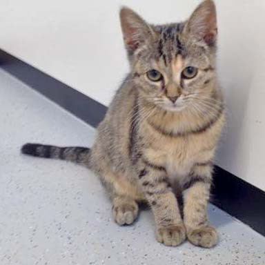 Kätzin Mausi  / © 2015 Arche KaNaum (DN) Kätzin Mausi / © 2015 Arche KaNaum (DN)