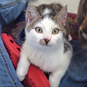 Kater Lino / © 2015 Arche KaNaum (DN) Kater Lino / © 2015 Arche KaNaum (DN)