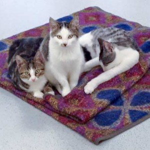 Katerchen Samu, Lino und Kumpel Moses (v.l.) / © 2015 Arche KaNaum (DN) Katerchen Samu, Lino und Kumpel Moses (v.l.) / © 2015 Arche KaNaum (DN)