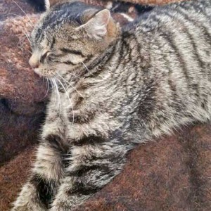 Kätzin Antonia  /  © 2015 Arche KaNaum (DN) Kätzin Antonia / © 2015 Arche KaNaum (DN)