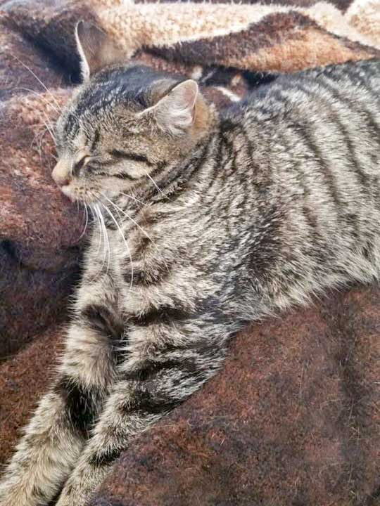 Kätzin Antonia / © 2015 Arche KaNaum (DN)