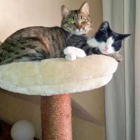 Kater Peach (r.) mit Kumpel Sparky neuen Zuhause / © 19.11.'15 Privat