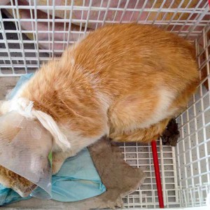 Kater Garfield direkt nach seiner OP  /  © 2015 Arche KaNaum (DN) Kater Garfield direkt nach seiner OP / © 2015 Arche KaNaum (DN)