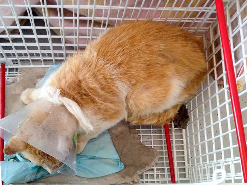 Kater Garfield direkt nach seiner OP / © 2015 Arche KaNaum (DN)