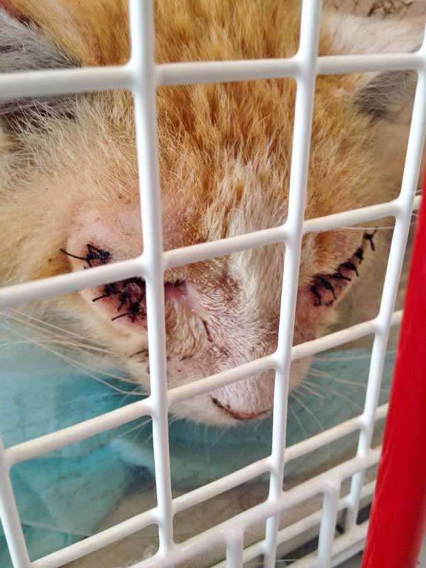 Kater Garfield direkt nach seiner OP / © 2015 Arche KaNaum (DN)