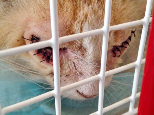 Kater Garfield direkt nach seiner OP / © 2015 Arche KaNaum (DN)