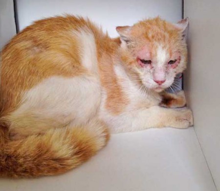 Kater Garfield ein paar Tage nach seiner OP / © 2015 Arche KaNaum (DN)