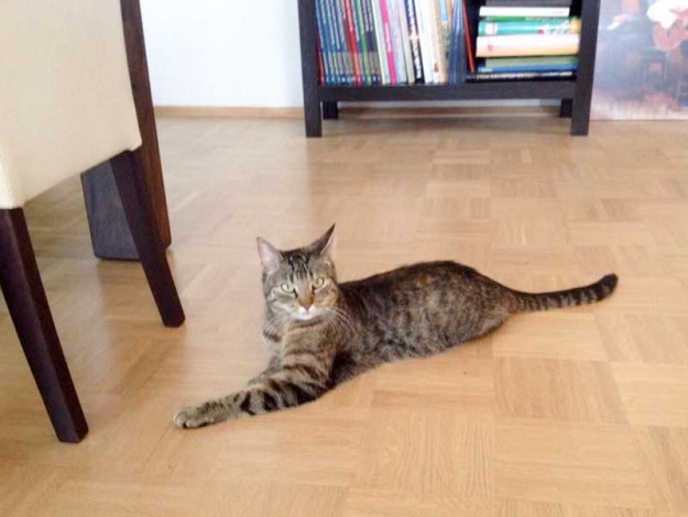 Kätzin Lina im neuen Zuhause / © 2015 Privat