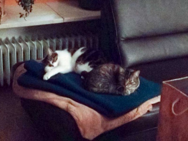 Kätzin Lina (v.) mit Kumpel im neuen Zuhause / © 2015 Privat