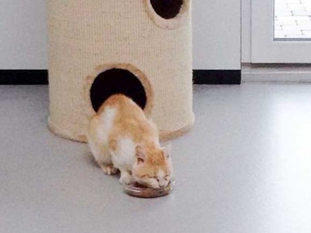 Kater Garfield / © 2015 Arche KaNaum (DN)