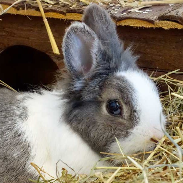 Kaninchenbock Heiko / © 2015 Arche KaNaum (NH)