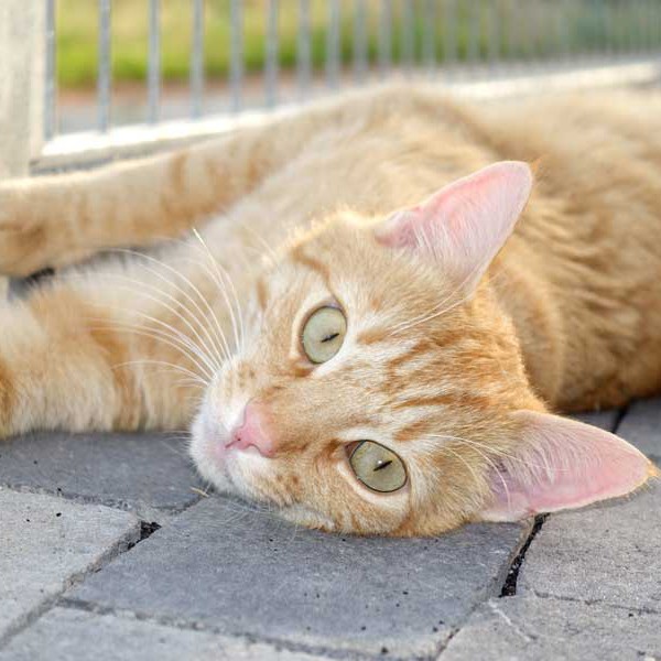Kater Merlin  /  © 2015 Arche KaNaum (NH) Kater Merlin / © 2015 Arche KaNaum (NH)
