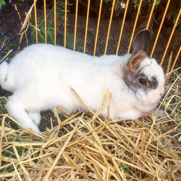 Kaninchendame Knubbel nach ihrer OP. Alles ist gut verheilt  /  © 2015 Arche KaNaum (AE) Kaninchendame Knubbel nach ihrer OP. Alles ist gut verheilt / © 2015 Arche KaNaum (AE)