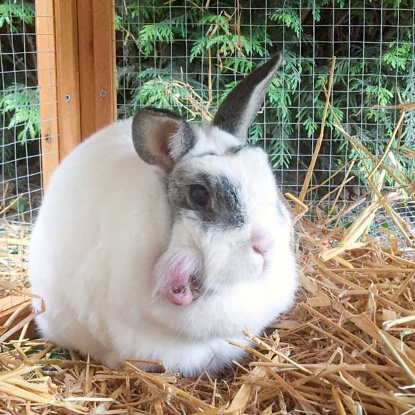 Kaninchendame Knubbel vor ihrer OP. Deutlich erkennbar: Das große Geschwür am Kopf /  © 2015 Arche KaNaum (AE) Kaninchendame Knubbel vor ihrer OP. Deutlich erkennbar: Das große Geschwür am Kopf / © 2015 Arche KaNaum (AE)