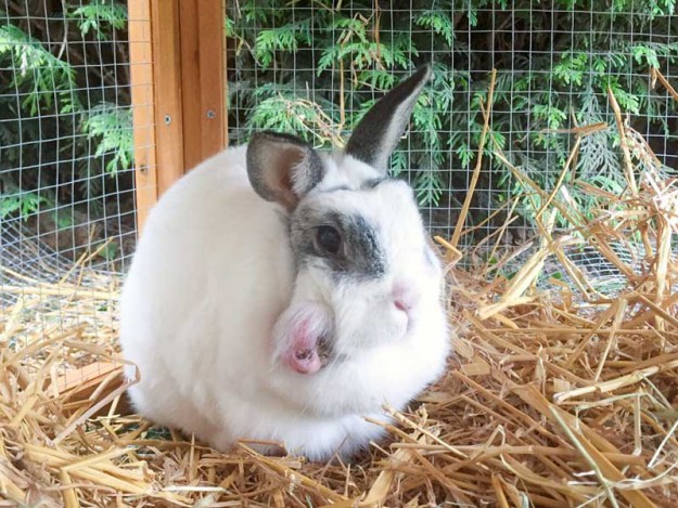Kaninchendame Knubbel vor ihrer OP. Deutlich erkennbar: Das große Geschwür am Kopf / © 2015 Arche KaNaum (AE)